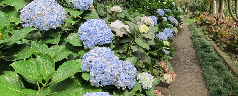 How to care for hydrangeas