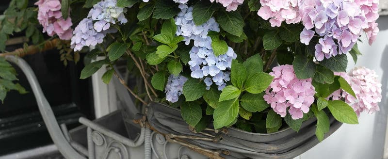 How to grow hydrangeas. A detailed overview of how to care for hydrangeas from pruning, to pest and diseases and lots more useful information