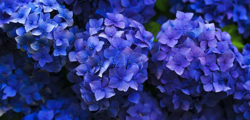 If you want to know how to keep hydrangeas blue, In order to manipulate the color you need to have a soil pH between 5.2 and 5.5. Learn how to change your soil ph.