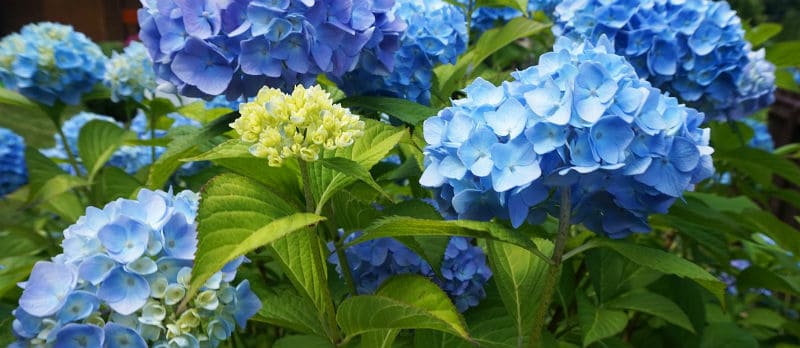 How to take hydrangea cuttings