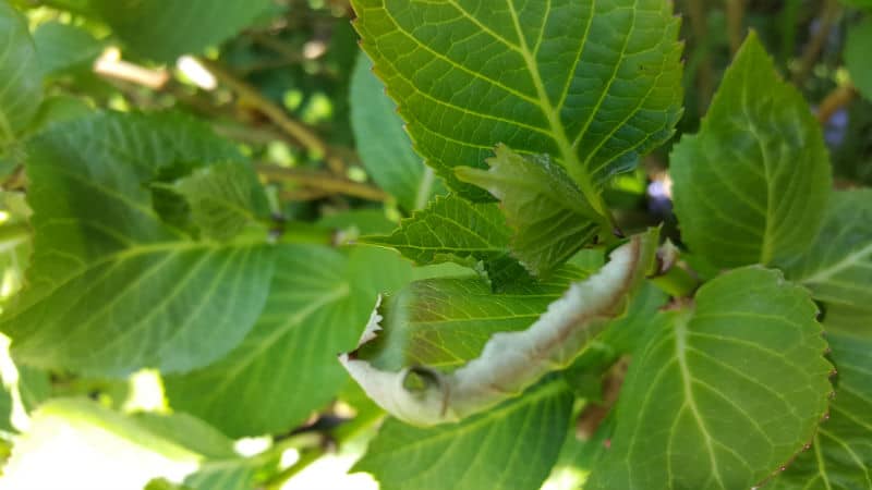 Hydrangea Leaf Problems
