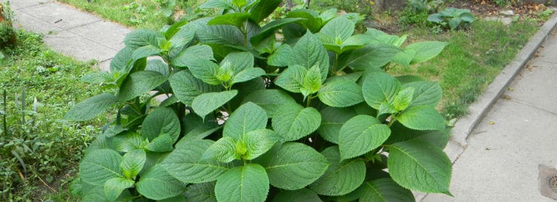 Hydrangea not flowering - the complete guide to why your hydrangea is not flowering and how to get your plant to flower