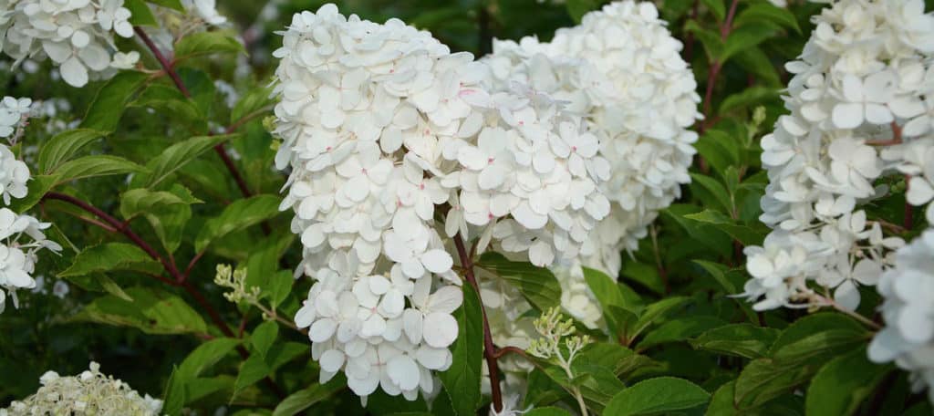 Hydrangea paniculata pruning