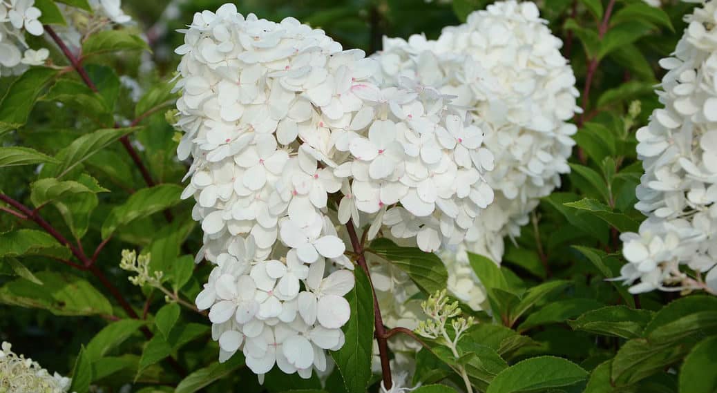 Hydrangea paniculata pruning