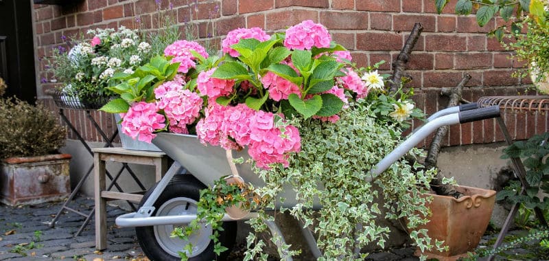 Potted hydrangea care