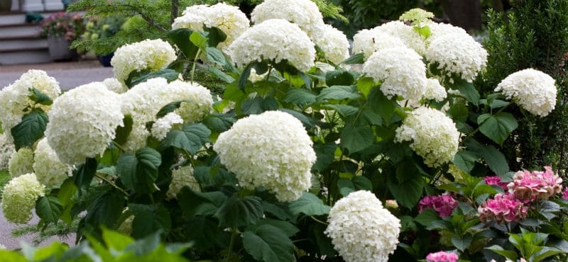 Pruning Hydrangea Annabelle - step by process of how to prune Annabelle hydrangeas