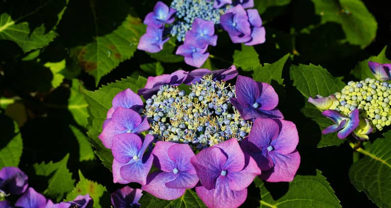 If you want to know how to prune lacecap hydrangeas then read on, firstly they don't need to be pruned for the health of the plant. If you do then prune before July or you will risk removing the buds for next years flowers.