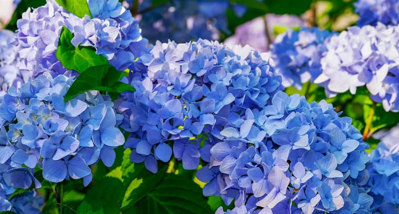 If your looking at pruning your mophead hydrangea then the first thing to note is pruning to late will remove next years flower bugs. They only need pruning if they are old and seen there best or have grown to big.