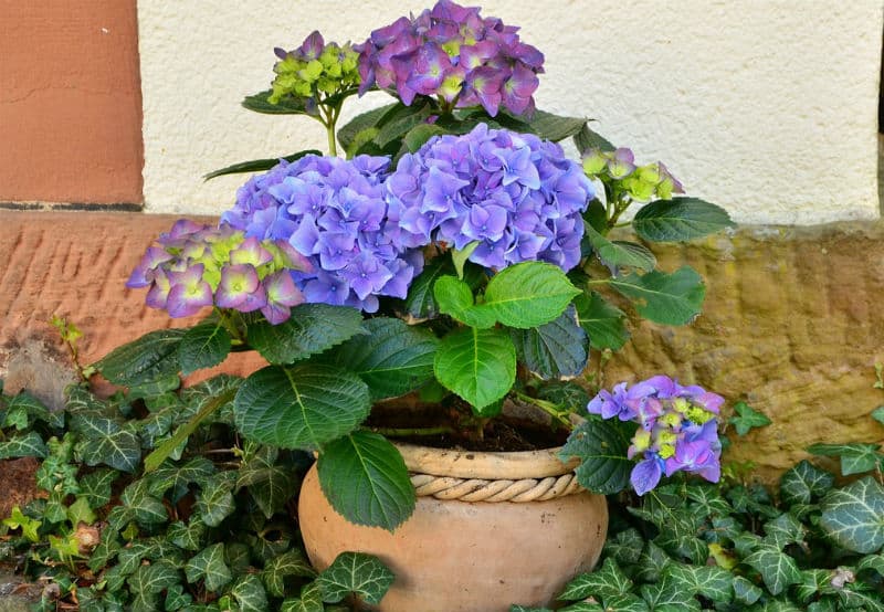 Pruning hydrangeas in pots