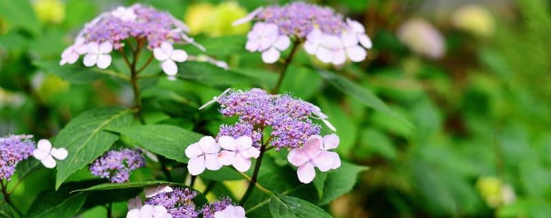 What time of year to take hydrangea cuttings