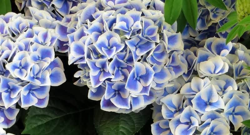 When do hydrangeas blooms