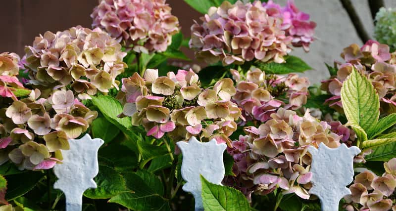 When should hydrangeas be pruned