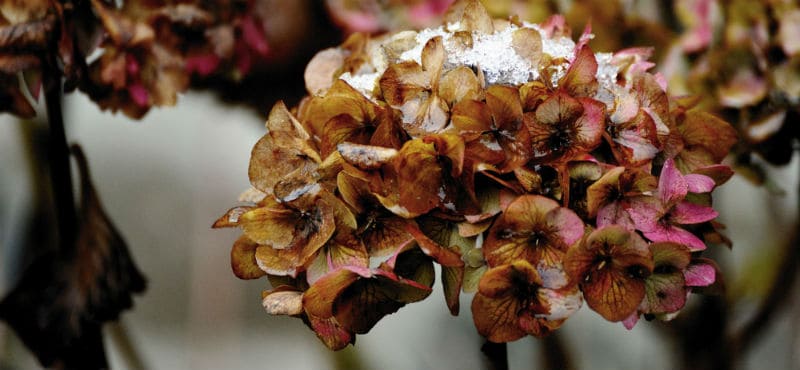 When to deadhead hydrangeas