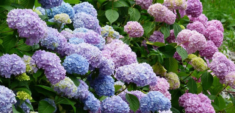 Where to plant hydrangeas