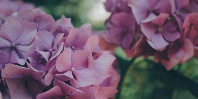 Why are my hydrangea leaves wilting and turning brown - Commons reasons and how to help prevent this from happening