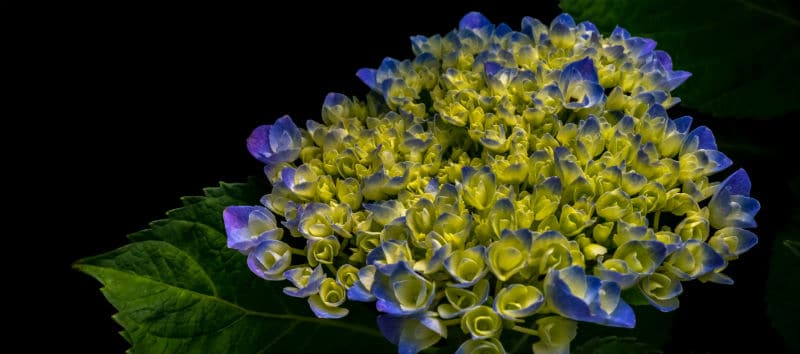 The best hydrangeas for shade - includes mopheads, lacecaps and climbing hydrangeas
