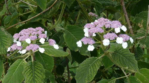 Rough-leaved hydrangeas, known as Hydrangea aspera, take on a more tropical appearance, offering larger flower buds which are velvety and have dark green leaves. They prefer partial shade over a very shady spot and will also thrive in full sun making them perfect for nearly all light conditions.