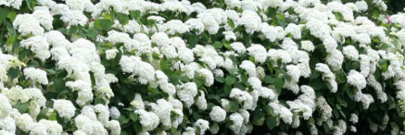 Best Hydrangeas For Hedging - A simple guide to choosing a hydrangea to form a hedge