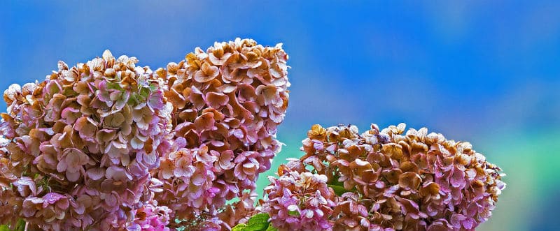 Best hydrangeas for a sunny spot