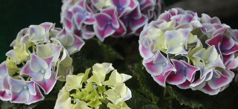 Best plant food for hydrangeas