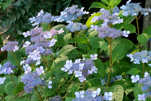 You can alter the color of the flowers that are produced on your lacecap hydrangea by changing the soil pH levels. If you prefer blue blooms you can use the 10-10-10 fertilizer mixture. Blue flowers will grow if you have a lower pH in your soil typically between 5.0 and 5.5. If you want pink flowers you can use the other fertilizers because pink flowers are produced with higher PH soil composition typically between 6.5 and 7.0.