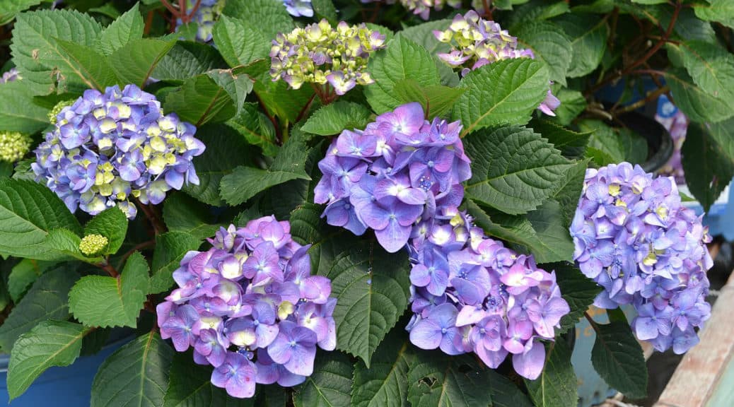 Deadheading endless summer hydrangea