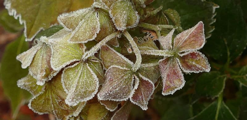 Do I cut back hydrangeas after frost