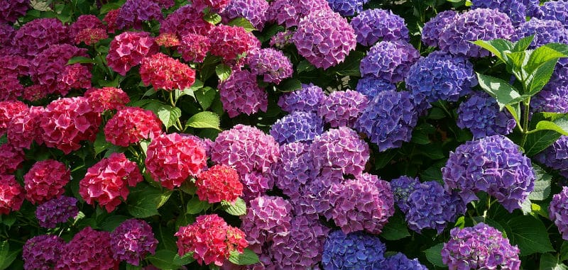 Do hydrangeas bloom all summer?