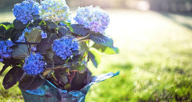 Do hydrangeas like acid or alkaline soil