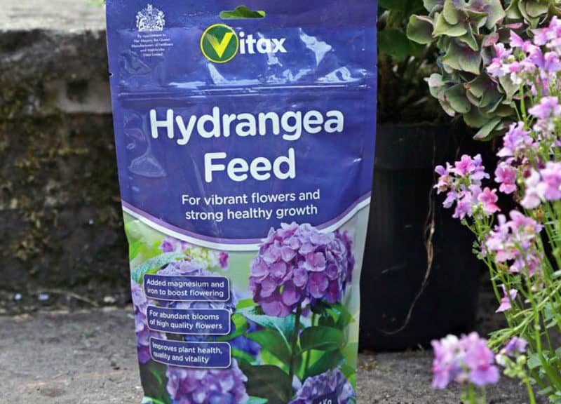 Do hydrangeas need feeding