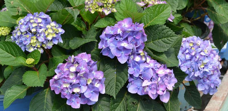 Endless Summer Hydrangea - Care and growing tip