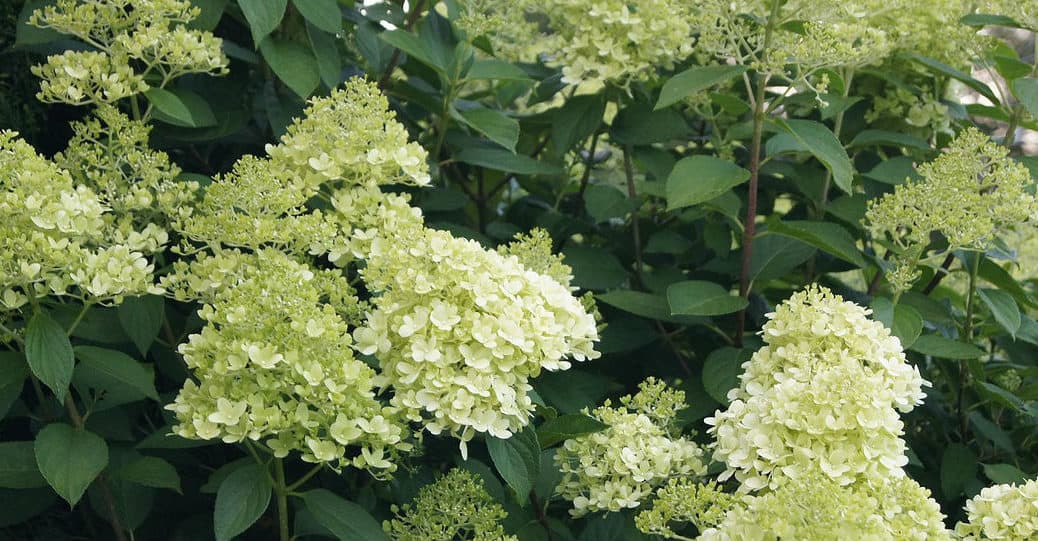 Growing hydrangea trees