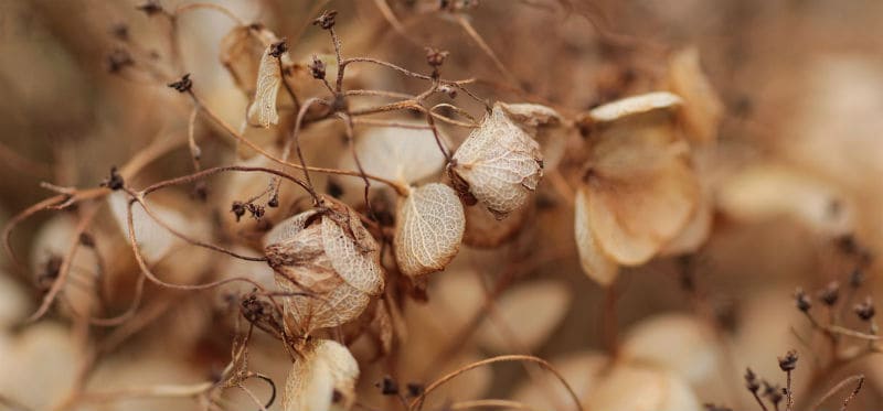 Growing hydrangeas from seed