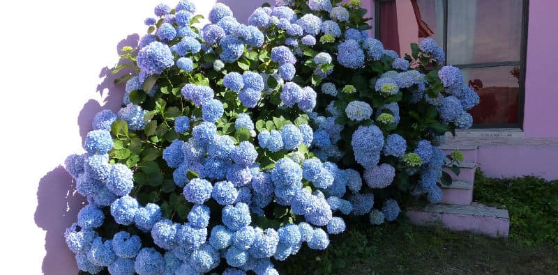 How tall and wide do hydrangeas grow