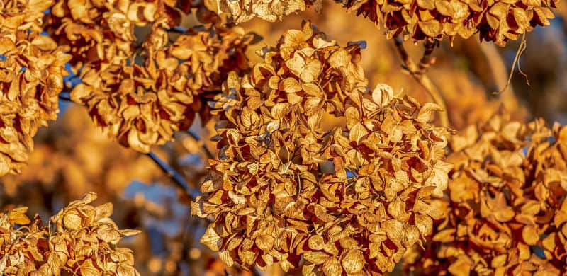 How to deadhead hydrangeas