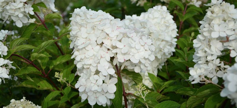 How to grow white hydrangeas