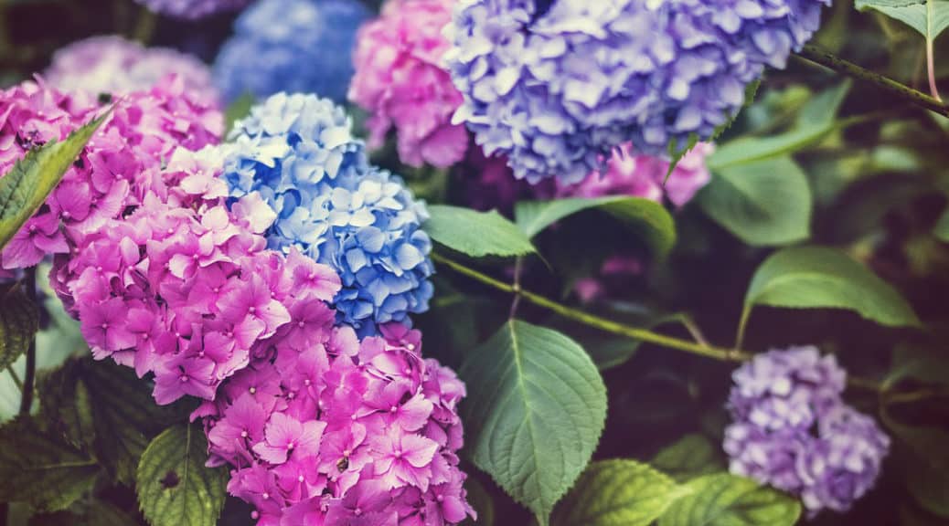 How to keep hydrangeas upright and stop them flopping over