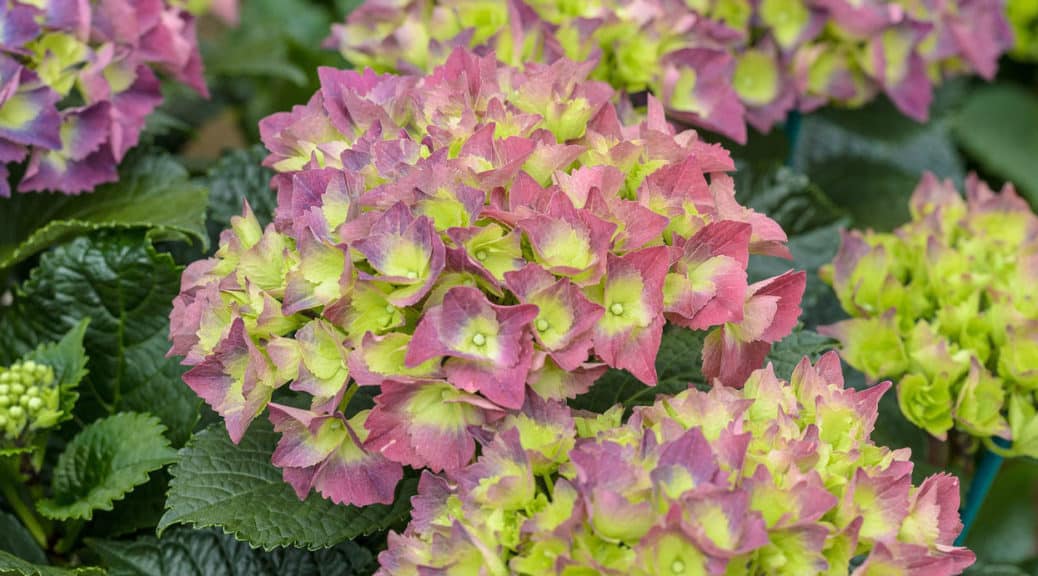 How to make hydrangea bloom - Some common reasons your hydrangea may not be flowering