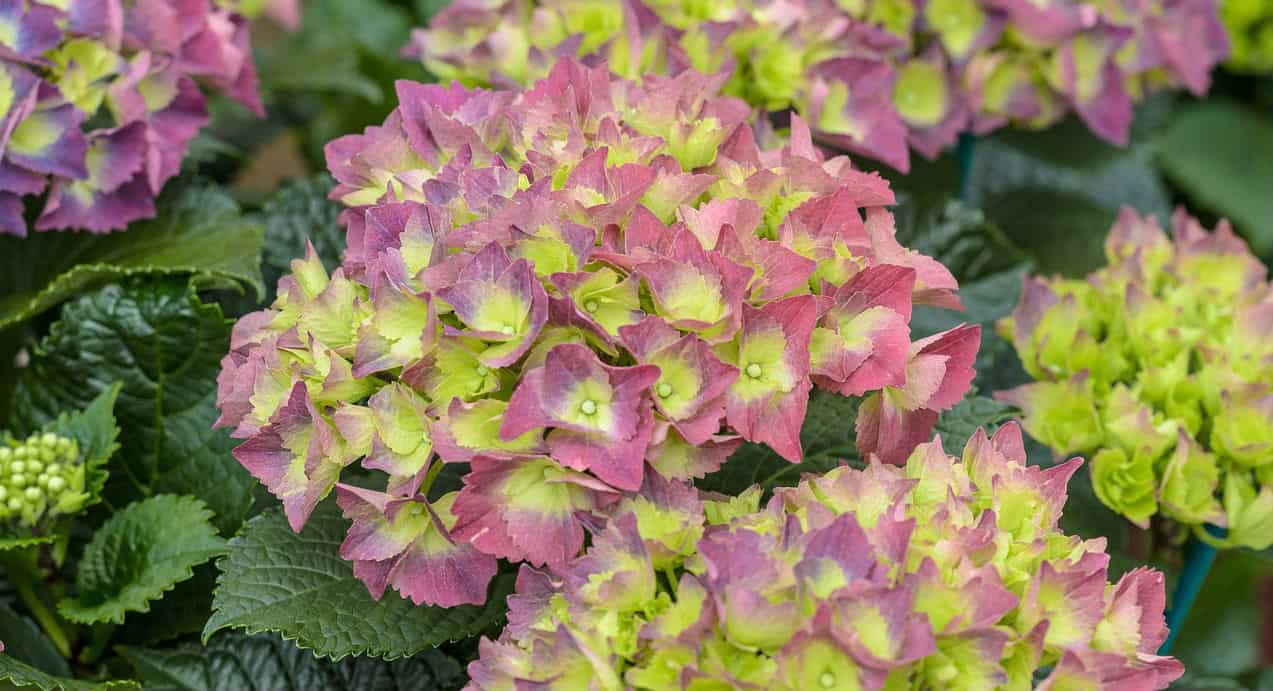 How to make your hydrangea bloom Hydrangea Guide