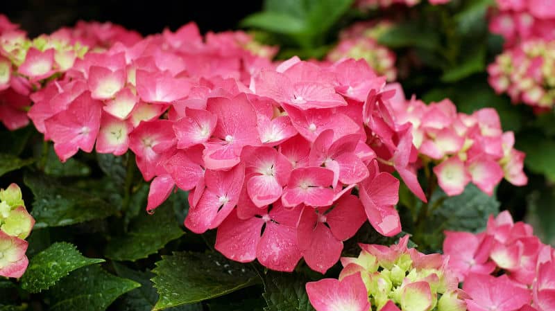 How to make hydrangeas flower pink