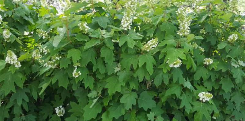 How to prune Oakleaf Hydrangeas