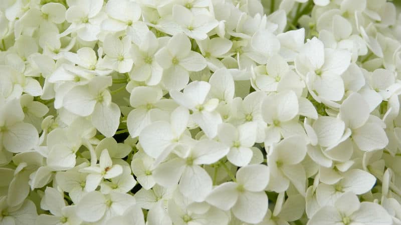 Hydrangea aborescens Annabelle growing guide