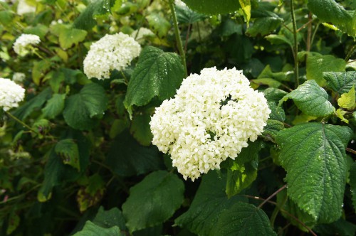 Hydrangea arborescens incrediball smooth hydrangea or wild hydrangea.jpg