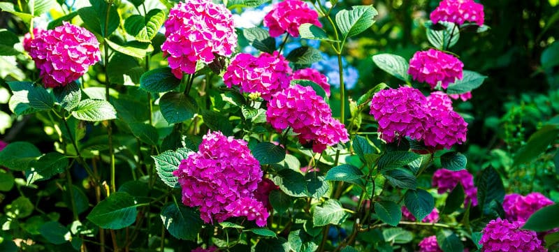 Hydrangea growing conditions - A Simple Guide to giving them the best start