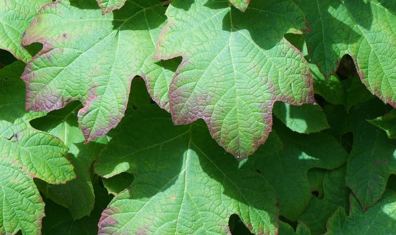 Hydrangea leaves turning purple