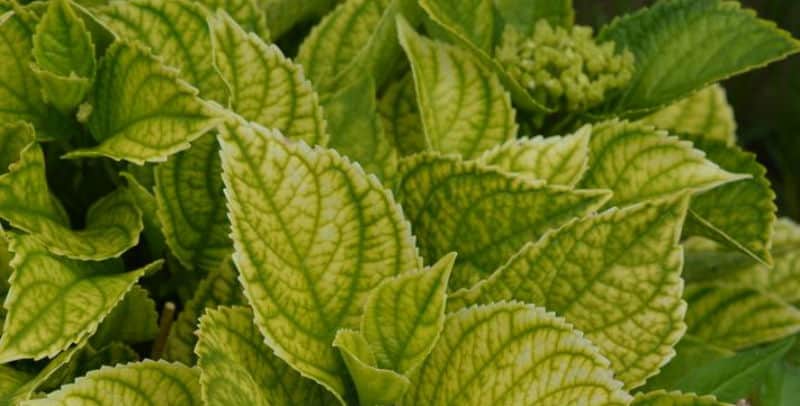 Hydrangea leaves turning yellow