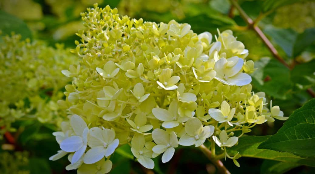 Hydrangea paniculata growing guide