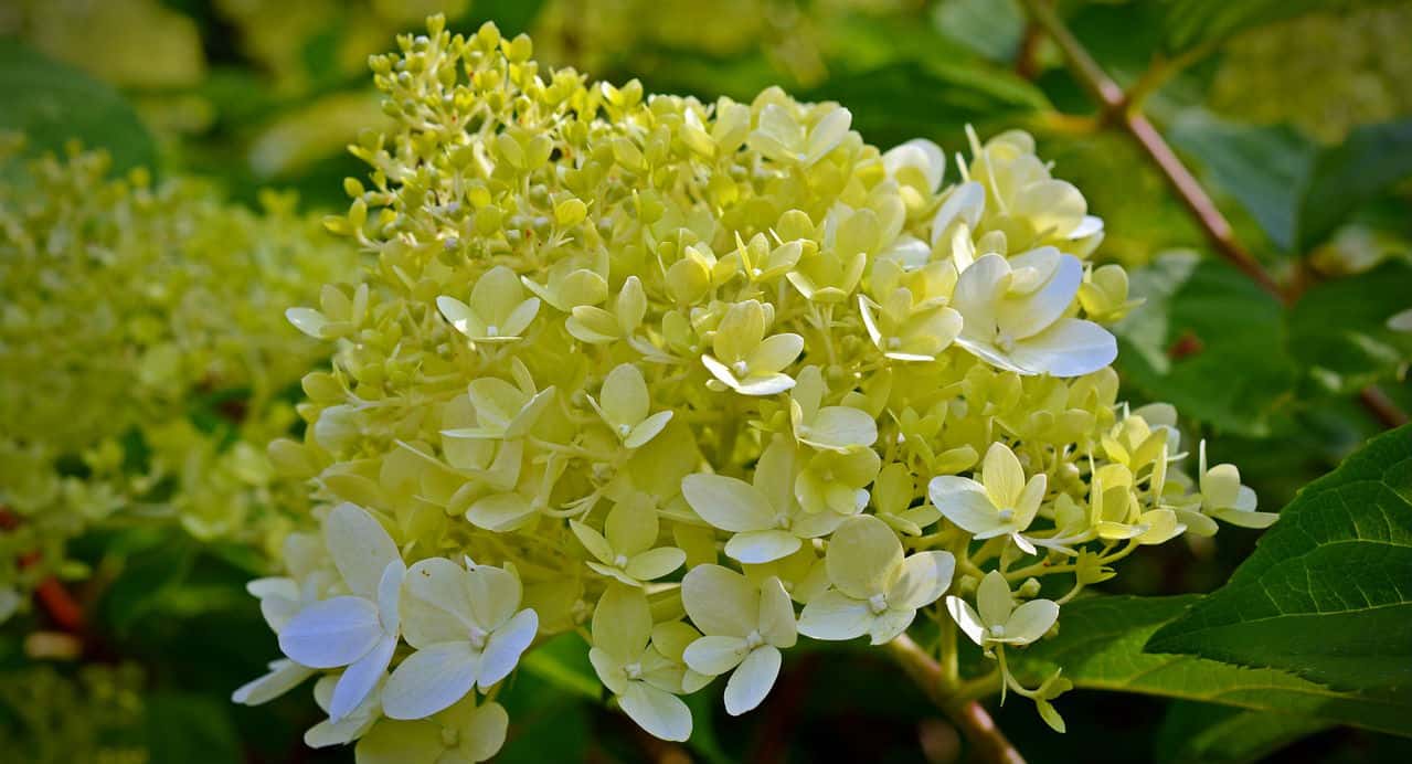 Hydrangea paniculata growing guide - Hydrangea Guide