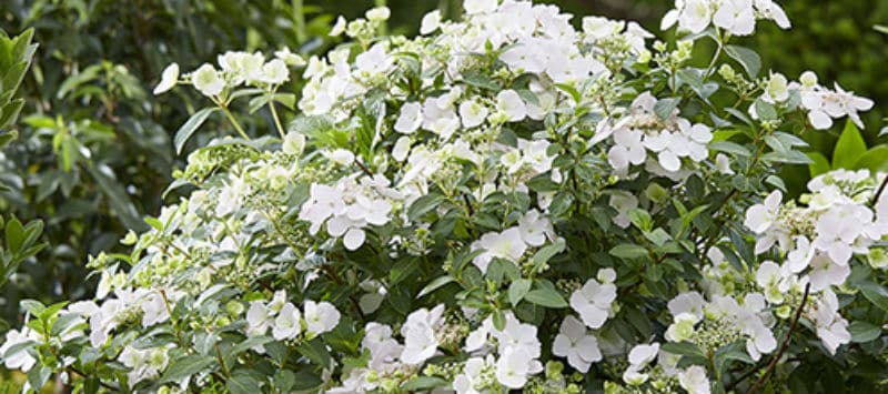 Hydrangea runaway bride growing guide