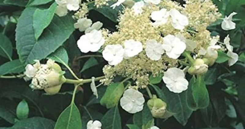 Image of Hydrangea seemannii in full bloom, white flowers